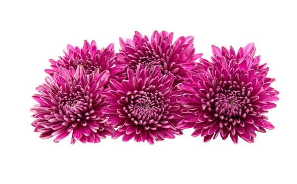 Chrysanthème isolé — Photo