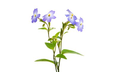 browllia çiçek izole