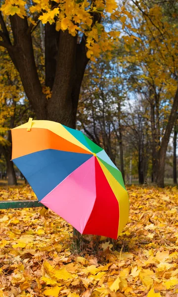 Kolorowy parasol w parku wśród jesiennych liści — Zdjęcie stockowe