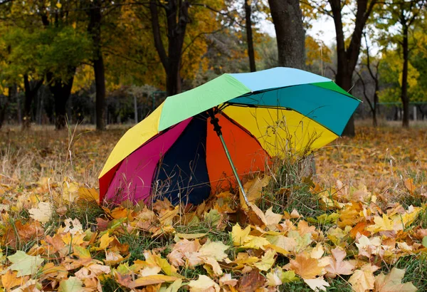 Kolorowy parasol w parku wśród jesiennych liści — Zdjęcie stockowe