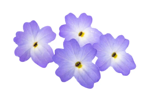 Browllia virág izolált — Stock Fotó