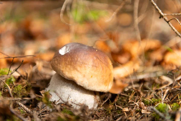 Cogumelo em folhas de outono na natureza — Fotografia de Stock