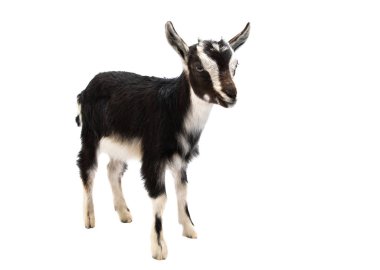 izole küçük keçi 