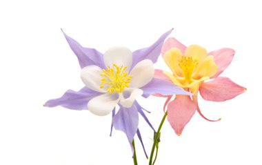 izole aquilegia çiçek 