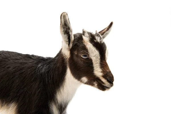 Little goat isolated — Stock Photo, Image