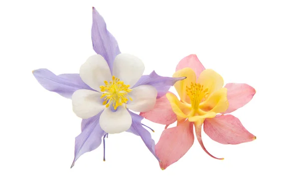 Aquilegia květina izolované — Stock fotografie