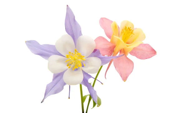 Aquilegia blomma isolerade — Stockfoto