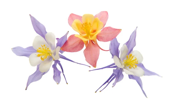 Aquilegia květina izolované — Stock fotografie