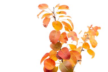 sonbahar yaprakları ile şube 