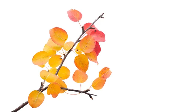 Zweig mit Herbstblättern — Stockfoto