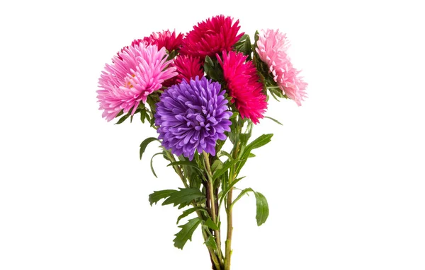 Květiny Aster, samostatný — Stock fotografie