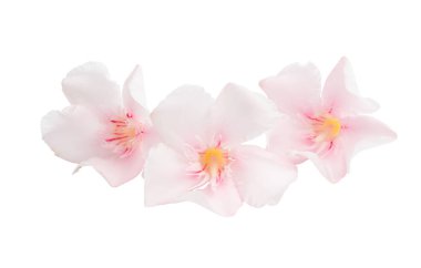 Zakkum çiçeği izole 