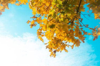 Güneşli bir sonbahar yaprakları