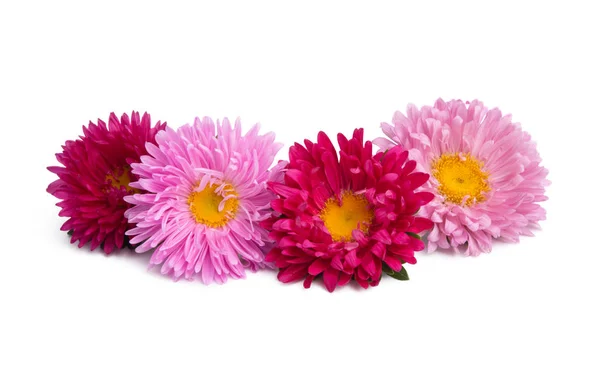 Aster flowers isolated — Stock Photo, Image