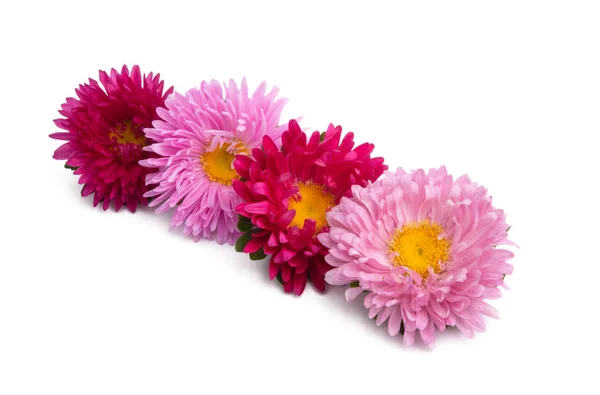 Aster virágok elszigetelt — Stock Fotó