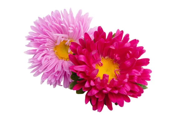 Flores aster isolado — Fotografia de Stock