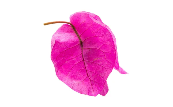 Bougainvillea isolato — Foto Stock