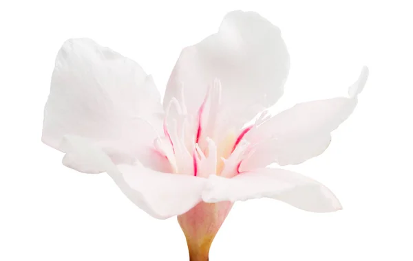 Oleander kwiat na białym tle — Zdjęcie stockowe