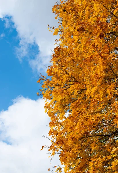 Hojas de otoño en un día soleado —  Fotos de Stock