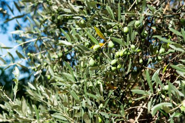 zeytin ile zeytin ağacı yetiştirme 