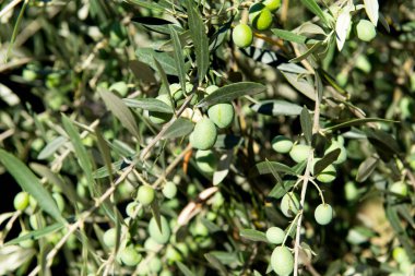 zeytin ile zeytin ağacı yetiştirme 