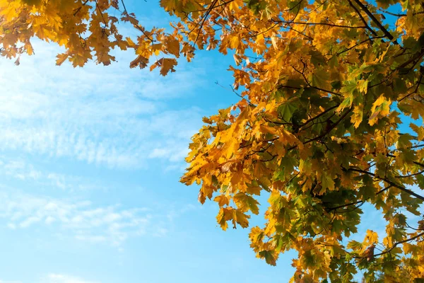 Hojas de otoño en un día soleado —  Fotos de Stock