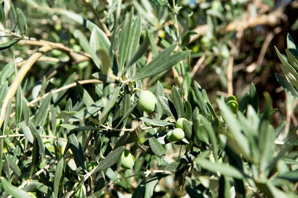 Rosnące drzewo oliwne z oliwkami — Zdjęcie stockowe