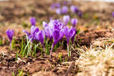 safran çayırda erken ilkbaharda çiçeklenme