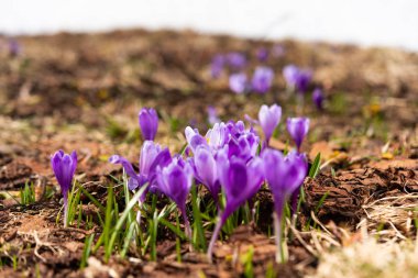 safran çayırda erken ilkbaharda çiçeklenme