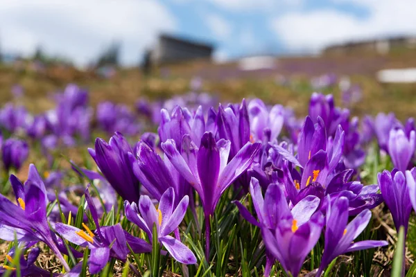 Azafrán floreciendo a principios de primavera en el prado — Foto de Stock
