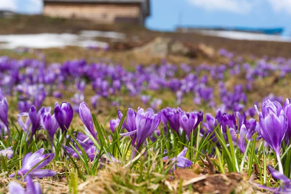 Açafrão florescendo no início da primavera no prado Imagens De Bancos De Imagens Sem Royalties