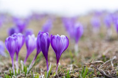 safran çayırda erken ilkbaharda çiçeklenme