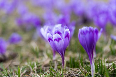 safran çayırda erken ilkbaharda çiçeklenme