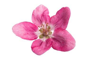 kırmızı elma ağacı çiçek izole 