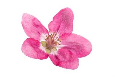 kırmızı elma ağacı çiçek izole 