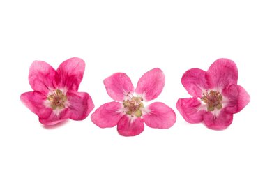 kırmızı elma ağacı çiçek izole 