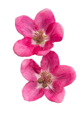 kırmızı elma ağacı çiçek izole 