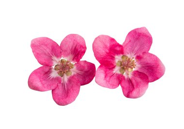 kırmızı elma ağacı çiçek izole 