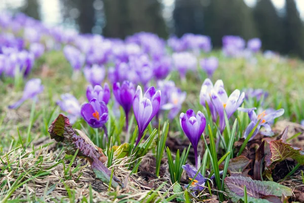 Azafrán floreciendo a principios de primavera en el prado — Foto de Stock