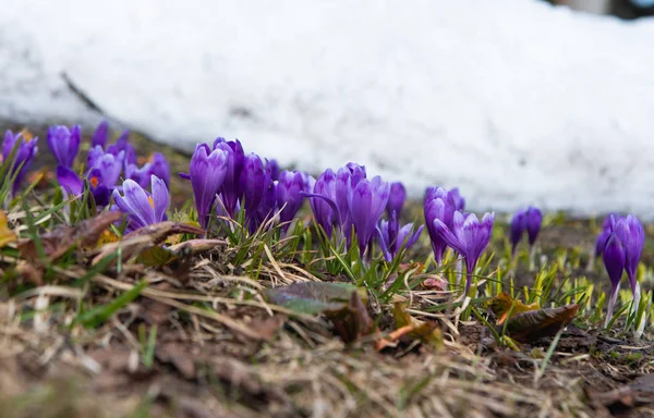 Safran fleurissant au début du printemps dans la prairie — Photo