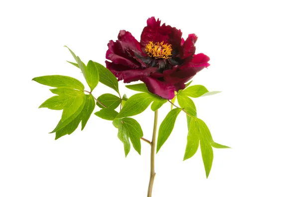 Peony isolated — Stock Photo, Image