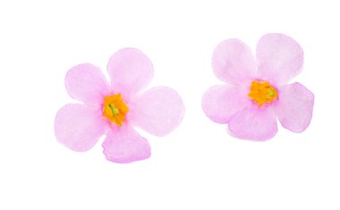 Oxalis pardalis izole