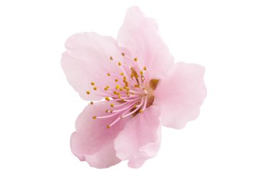 kiraz çiçeği, izole sakura çiçekler 