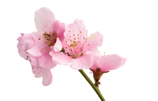 Třešňový květ, květy sakura, samostatný — Stock fotografie