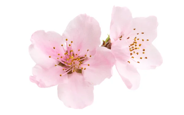 Цвіт вишні, квіти сакури ізольовані — стокове фото