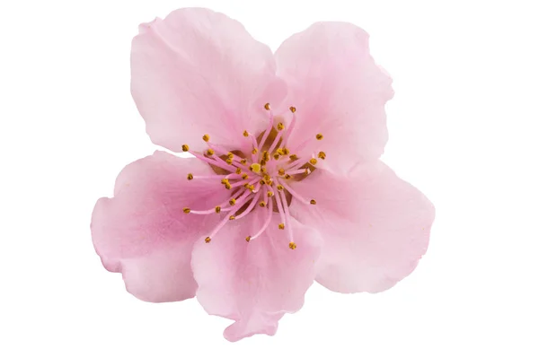 Kiraz çiçeği, izole sakura çiçekler — Stockfoto