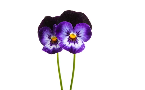 Pansy flower isolated — Stock Photo, Image