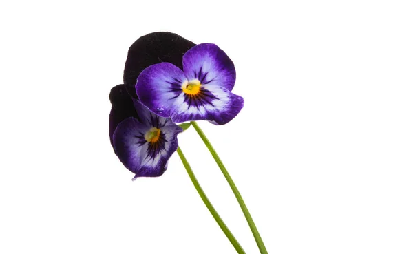 Pansy flower isolated — Stock Photo, Image