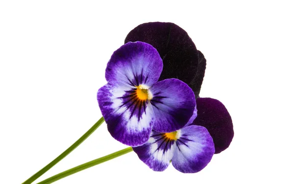 Pansy flower isolated — Stock Photo, Image