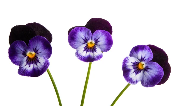 Pansy flower isolated — Stock Photo, Image